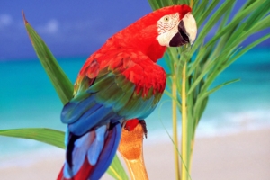 Tropical Colors Parrot7217715666 300x200 - Tropical Colors Parrot - Tropical, Parrot, Colors